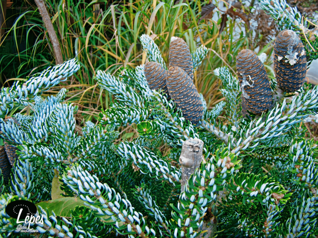 Abies koreana   'Silver Show'